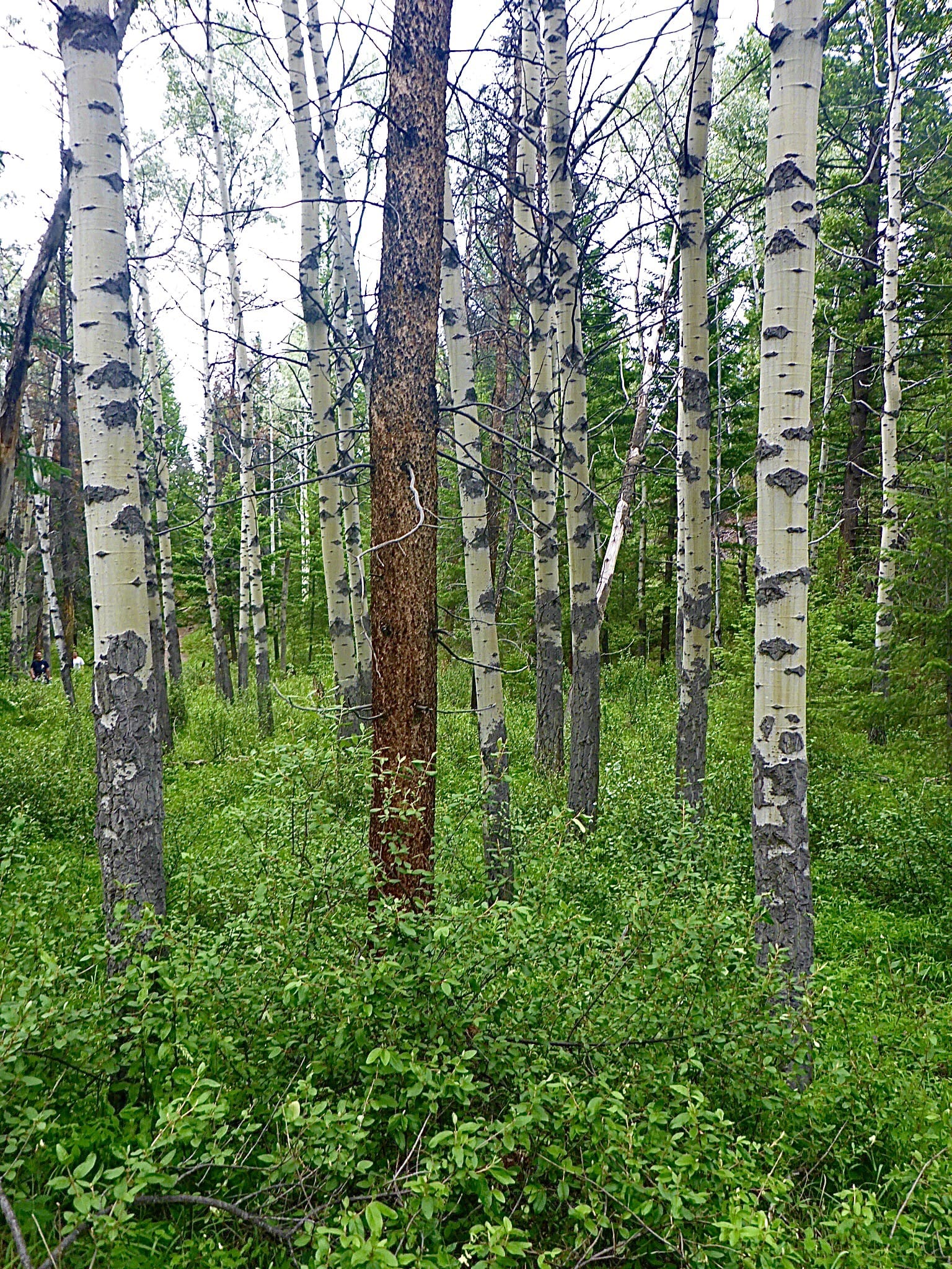 Resilient-Now: A dense forest scene with tall, slender birch trees and a lush green undergrowth covering the forest floor.